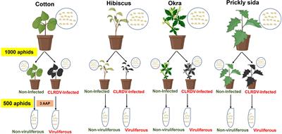 Aphid gene expression following polerovirus acquisition is host species dependent